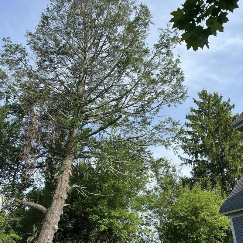 Tree removal Before in Pelham, NH - Tip Top Tree Service - Hudson, NH - Complete tree care company in New Hampshire and Massachusetts