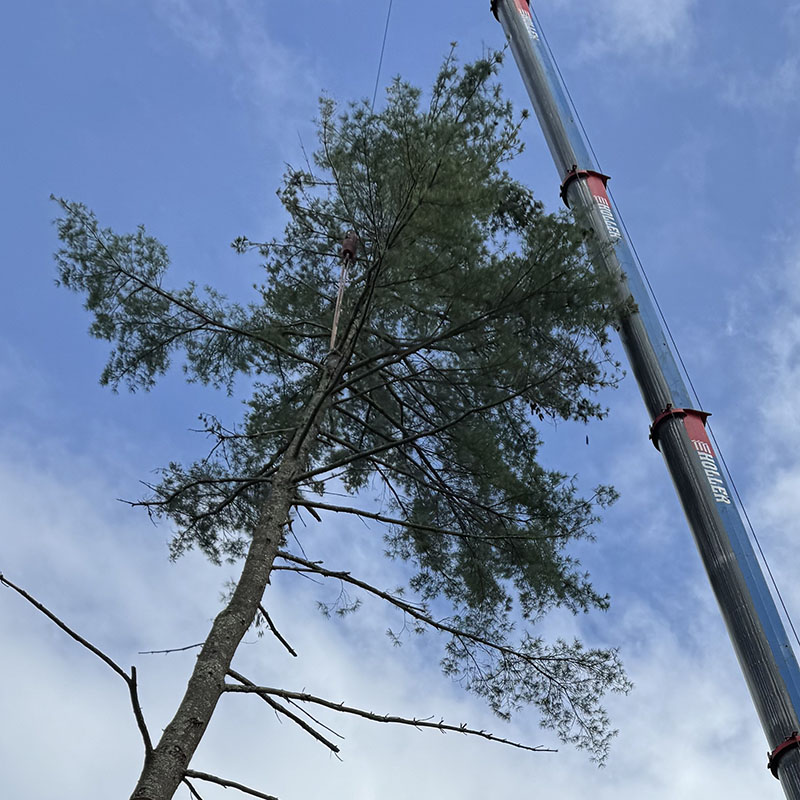 Tree removal crane assisted - Tip Top Tree Service - Hudson, NH - Complete tree care company in New Hampshire and Massachusetts