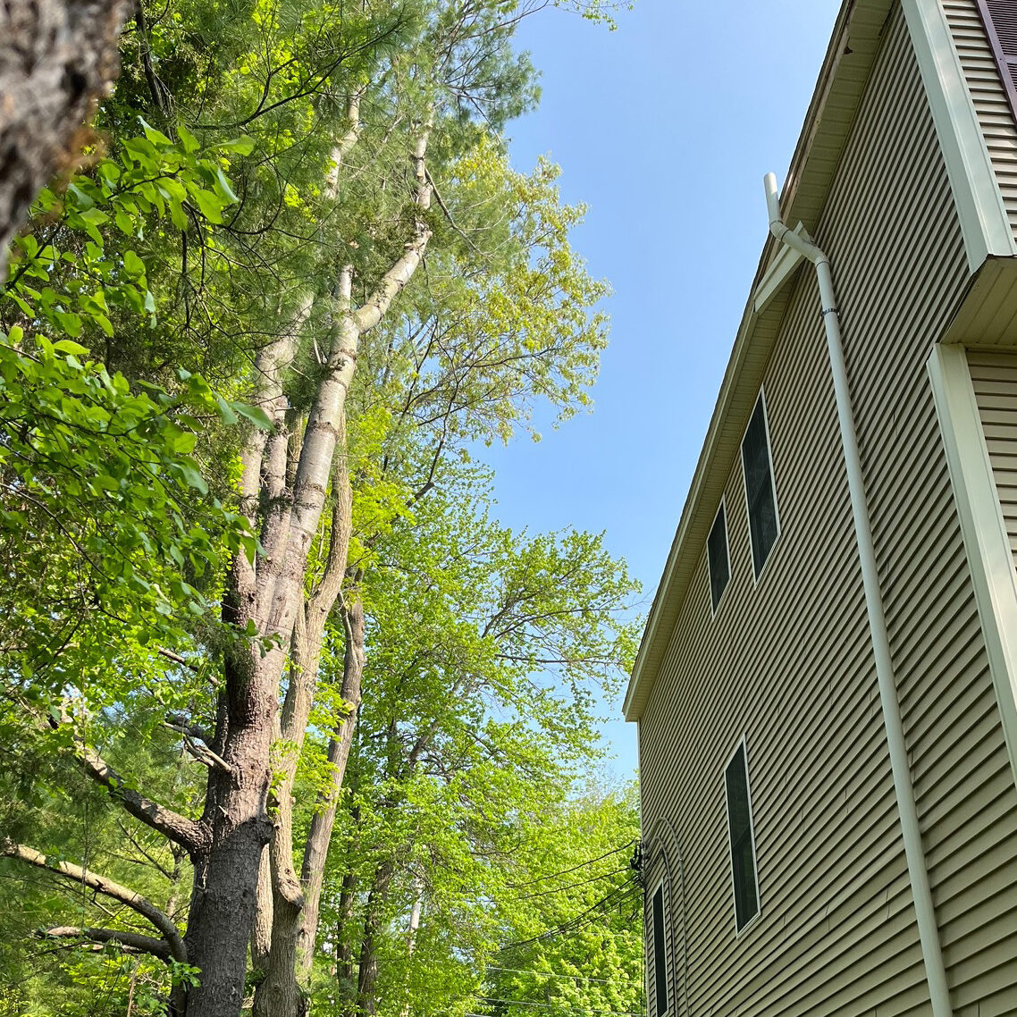 squirrel-trim-tree0pruning Squirrel trim tree pruning in Hudson, NH - Tip Top Tree Service - Hudson, NH - Complete tree care company in New Hampshire and Massachusetts